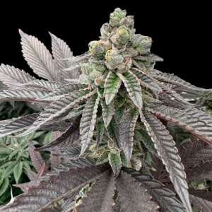 GRATEFUL SEEDS - HONIG PAM FEM (LIMITIERTE AUFLAGE)