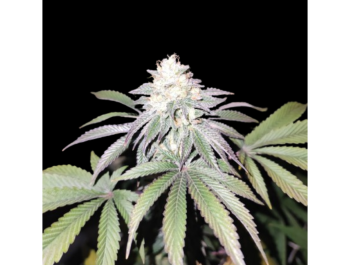 GRATEFUL SEEDS - MIND FUELZ FEM (LIMITIERTE AUFLAGE)