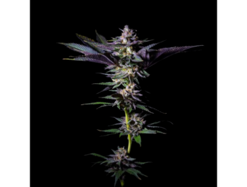 GRATEFUL SEEDS - ROTTEN RAINBOW FEM (LIMITIERTE AUFLAGE)