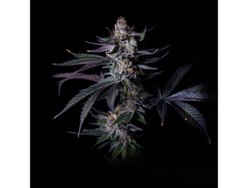 GRATEFUL SEEDS - SATZUMA REVENGE FEM (LIMITIERTE AUFLAGE)