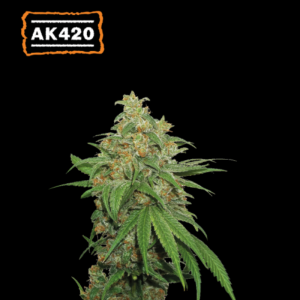 SEEDSTOCKERS - AK420 AUTO FEM