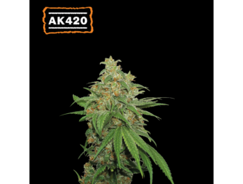 SEEDSTOCKERS - AK420 AUTO FEM
