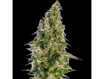 SENSI SEEDS BANK - AFGHANI #1 AUTOMATIC FEM