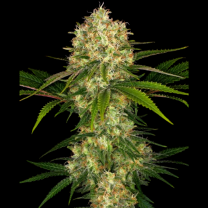 SENSI SEEDS BANK - AFGHANI #1 FEM