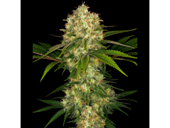 SENSI SEEDS BANK - AFGHANI #1 FEM