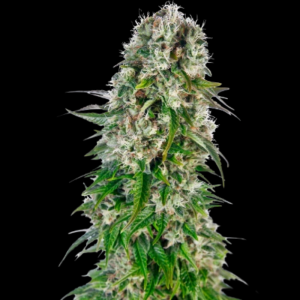 SENSI SEEDS BANK - BIG BUD AUTOMATIC FEM