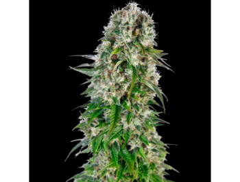 SENSI SEEDS BANK - BIG BUD AUTOMATIC FEM
