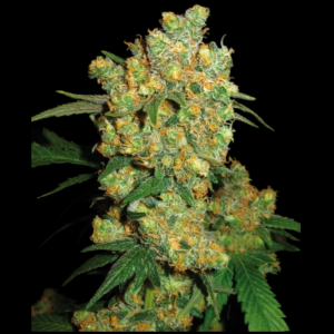 SENSI SEEDS BANK - BIG BUD FEM