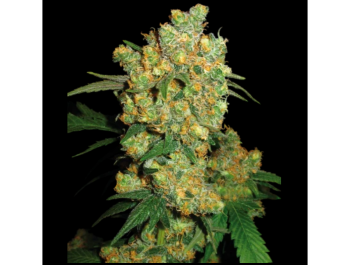SENSI SEEDS BANK - BIG BUD FEM