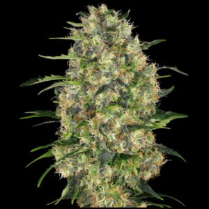 SENSI SEEDS BANK - BLACK DOMINA FEM