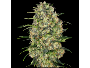 SENSI SEEDS BANK - BLACK DOMINA FEM