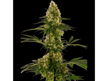 SENSI SEEDS BANK - BLUE BULLET AUTO FEM (Sensi #119)