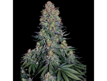 SENSI SEEDS BANK - BLUE SKUNK FEM