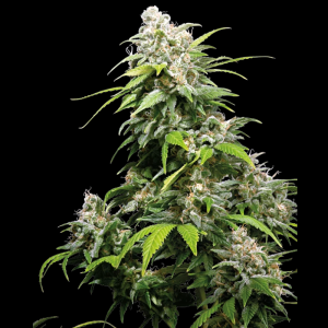 SENSI SEEDS BANK - CALIFORNIA INDICA FEM