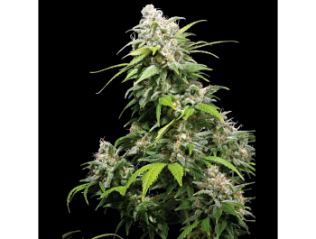 SENSI SEEDS BANK - CALIFORNIA INDICA FEM
