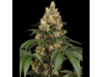SENSI SEEDS BANK - CHOCOLATE RAINBOW XXL FEM