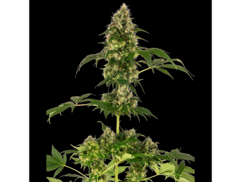 SENSI SEEDS BANK - COBALT HAZE FEM (Sensi #11)