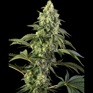 SENSI SEEDS BANK - COSMIC KISS FEM
