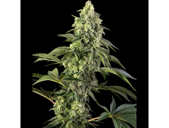 SENSI SEEDS BANK - COSMIC KISS FEM