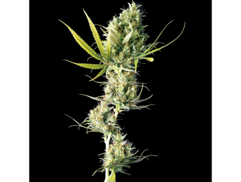 SENSI SEEDS BANK - DURBAN FEM