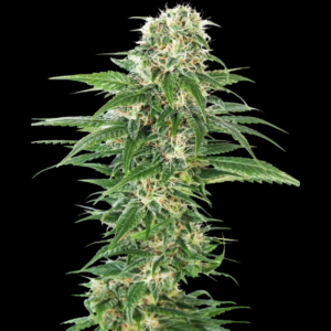 SENSI SEEDS BANK - EARLY SKUNK AUTOMATIC FEM