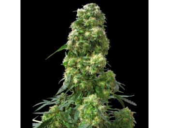 SENSI SEEDS BANK - EARLY SKUNK FEM