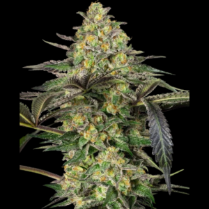 SENSI SEEDS BANK - GRAPEVINE CANDY FEM
