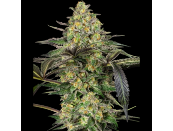 SENSI SEEDS BANK - GRAPEVINE CANDY FEM