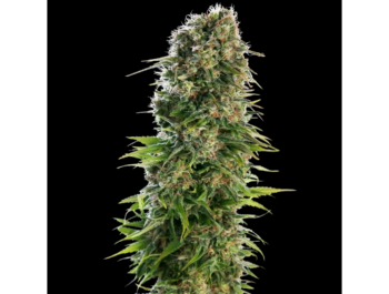 SENSI SEEDS BANK - HINDU KUSH AUTOMATIC FEM