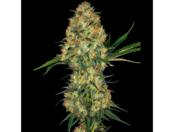 SENSI SEEDS BANK - HINDU KUSH FEM