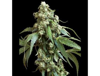 SENSI SAMEN BANK - JACK FLASH #5 FEM