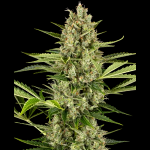 SENSI SEEDS BANK - JACK HERER AUTOMATIC FEM