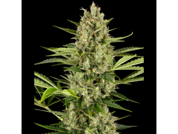SENSI SEEDS BANK - JACK HERER AUTOMATIC FEM