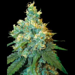 SENSI SAMEN BANK - JACK HERER FEM