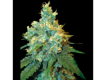 SENSI SAMEN BANK - JACK HERER FEM
