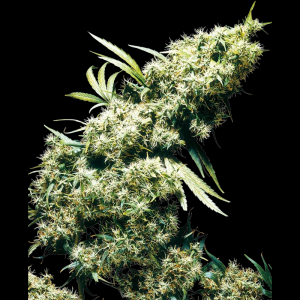 SENSI SEEDS BANK - JAMAICAN PEARL FEM