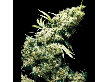 SENSI SEEDS BANK - JAMAICAN PEARL FEM