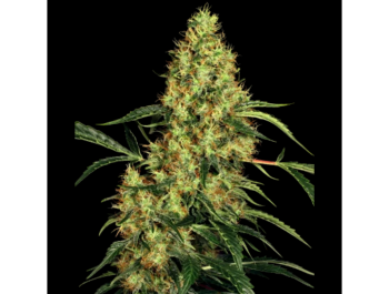 SENSI SEEDS BANK - MEXICAN SATIVA FEM