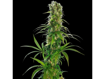 SENSI SAMEN BANK - MICHKA FEM