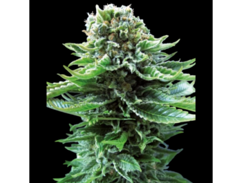 SENSI SAMEN BANK - NORDLICHT AUTO FEM