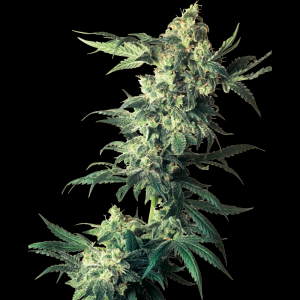 BANCO DE SEMILLAS SENSI - NORTHERN LIGHTS FEM
