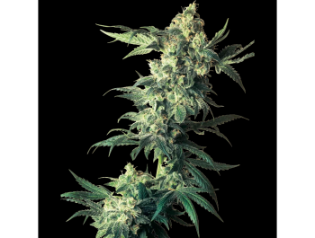 BANCO DE SEMILLAS SENSI - NORTHERN LIGHTS FEM