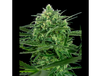 BANCO DE SEMILLAS SENSI - SENSI AMNESIA FEM