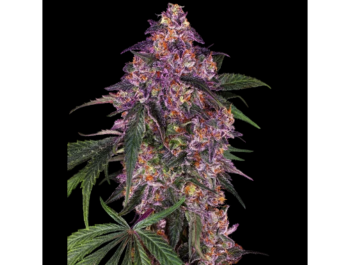 BANCO DE SEMILLAS SENSI - SENSI PURPLE KUSH FEM