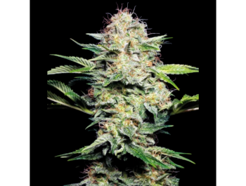 BANCO DE SEMILLAS SENSI - SENSI SKUNK AUTO FEM