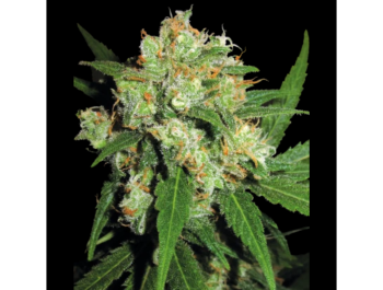 BANCO DE SEMILLAS SENSI - SENSI SKUNK FEM