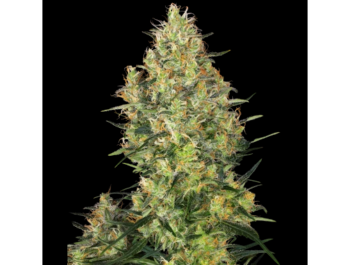 BANCO DE SEMILLAS SENSI - SHIVA SKUNK FEM