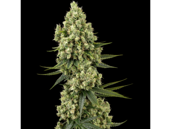 SENSI SEEDS BANK - SILVER FIRE FEM