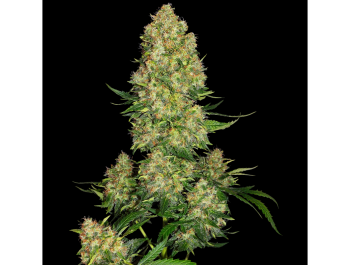 SENSI SEEDS BANK - SKUNK #1 AUTO FEM