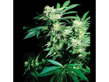 SENSI SEEDS BANK - SKUNK KUSH FEM